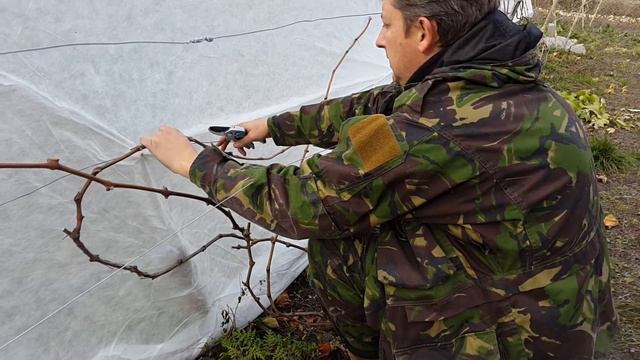 Мой виноградник 22.10.2016г. Осенняя обрезка виноградной лозы. Буду пробовать смешанную формировку. смотреть онлайн