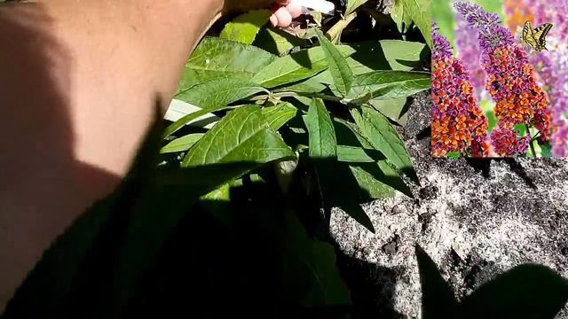 Будлея, часть 1! Питомник С. смотреть онлайн