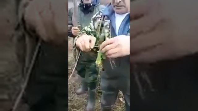 Рыбалка. Сумасшедший клёв карпа,белого Амура и сазана смотреть онлайн