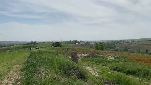 Маковые поля в Узбекистане смотреть онлайн