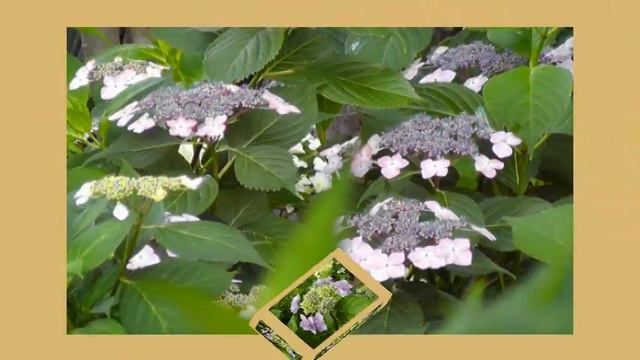 紫陽花咲く「能護寺＆保安寺」 を訪ねて смотреть онлайн