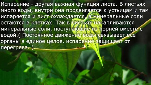 9. Лист, его строение и значение. Биология. 6 класс - Пономарева. Краткий пересказ. смотреть онлайн
