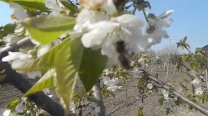 черешня крупноплодная Поздние сорта черешни #Крупноплодная