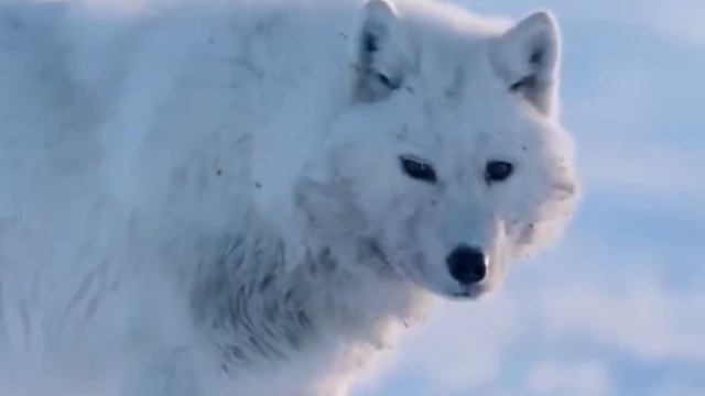 САМЫЕ КРАСИВЫЕ ЖИВОТНЫЕ НА ПЛАНЕТЕ смотреть онлайн