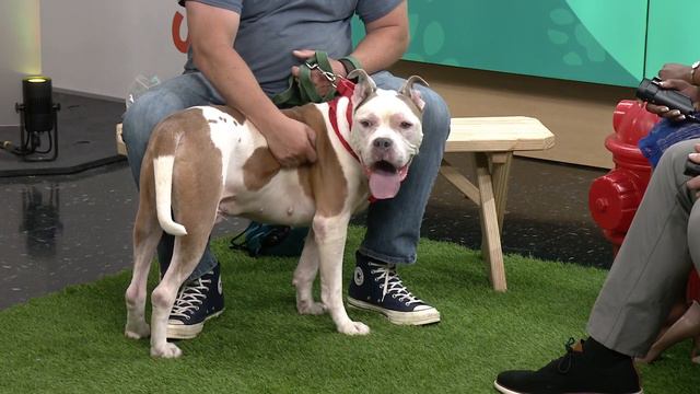 Ready Pet GO! Otis from the Humane Society of Summit County visits 3News смотреть онлайн