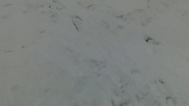 Зимняя рыбалка берш на жерлицы и налим на тюльку смотреть онлайн