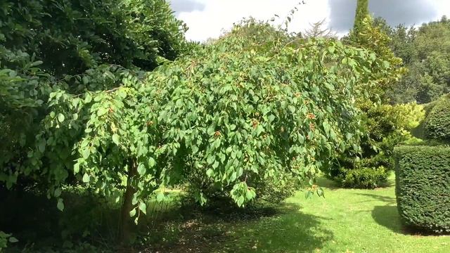 Gorwell garden walk September part 1 смотреть онлайн
