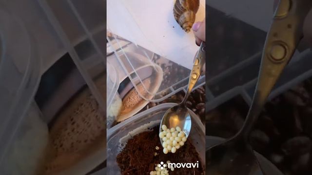 Ахатинки.Улитка.Яйца улитки смотреть онлайн