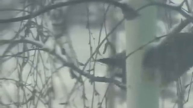 СИБИРЬ, ЗИМА, ПТИЦЫ... смотреть онлайн