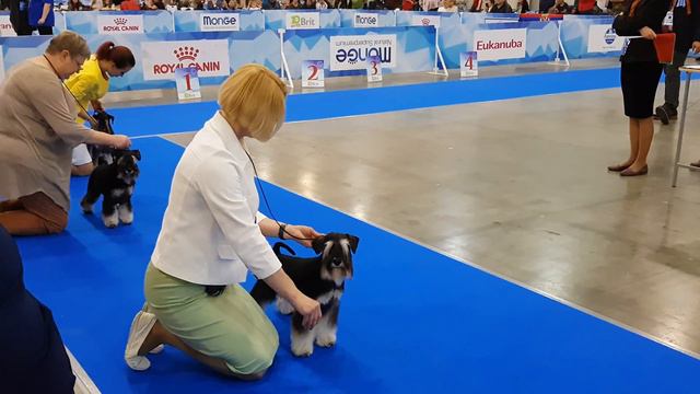 Евразия 2018. День 1. CACIB и RCACIB кобели смотреть онлайн