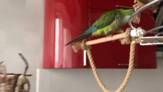 Смешной попугай Калита , Квакер , Монах по имени Гуччи ! смотреть онлайн
