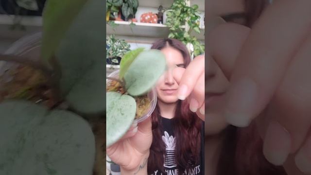 Hoya carnosa 'Grey Ghost' ? 31 Days of Hoya: Day 3 #hoya #shorts #jaclynnsjungle смотреть онлайн