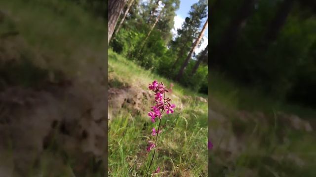 А в лесу растёт Вискария обыкновенная или смолка клейкая//viscaria vulgaris смотреть онлайн