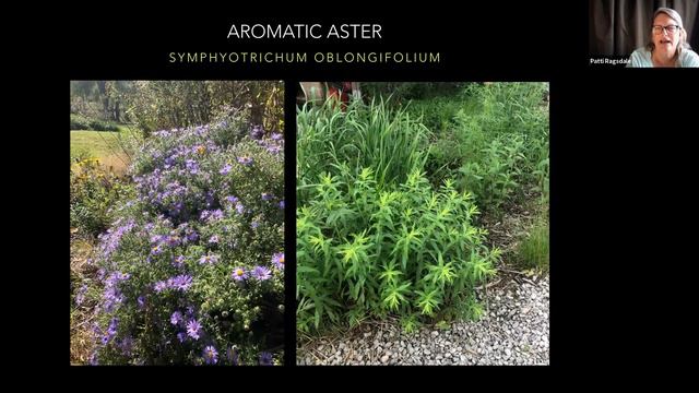 Virtual Series: Favorite Native Plants for Sun смотреть онлайн