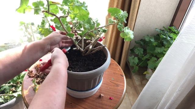 39. Омолаживаю старую герань (пеларгонию) смотреть онлайн