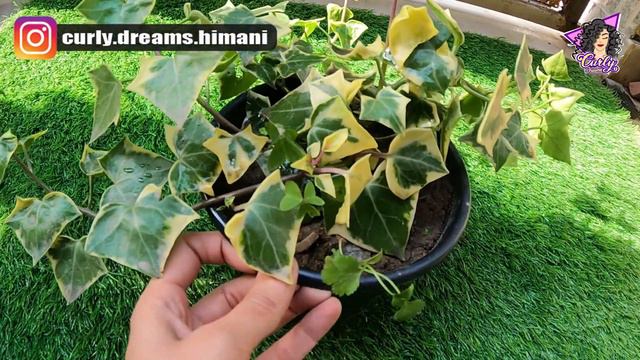 Care of English Ivy Plant | summer care of IVY Plant | how to save succulents in summer смотреть онлайн