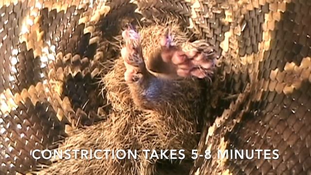 Python eats Squirrel in Enclosure смотреть онлайн