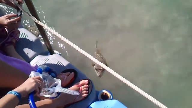 Местный песик Кузя в Шарм-Эль-Шейхе смотреть онлайн