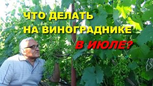 ОСНОВНЫЕ РАБОТЫ НА ВИНОГРАДНИКЕ В ИЮЛЕ
