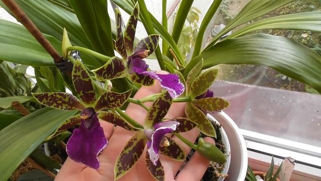 Очень красивая,ароматная, орхидея.Zygopetalum. ЗИГОПЕТАЛУМ смотреть онлайн