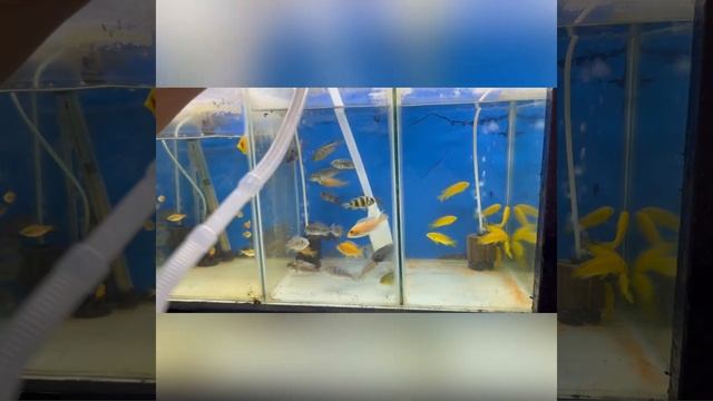 Tunai Aquarium Siphon Cleaner Pipe смотреть онлайн