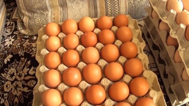 Бройлеры Коббы Несушка Браун Ник Доставка и Загрузка Яйца в Инкубатор смотреть онлайн