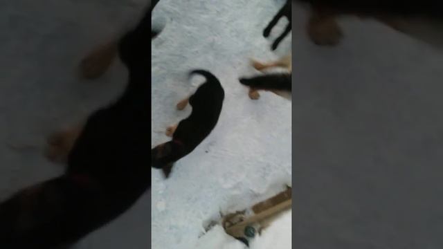 Щенок немецкой овчарки смотреть онлайн