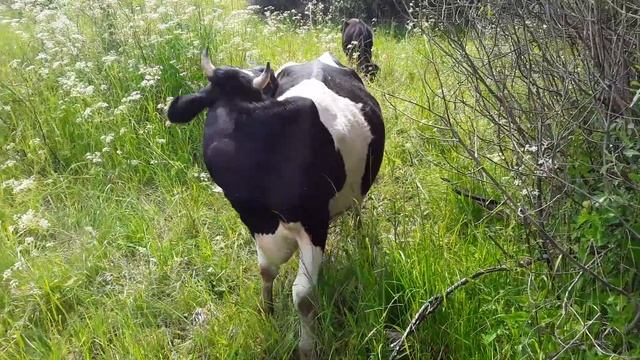 Мой первый гриб в этом году ! смотреть онлайн