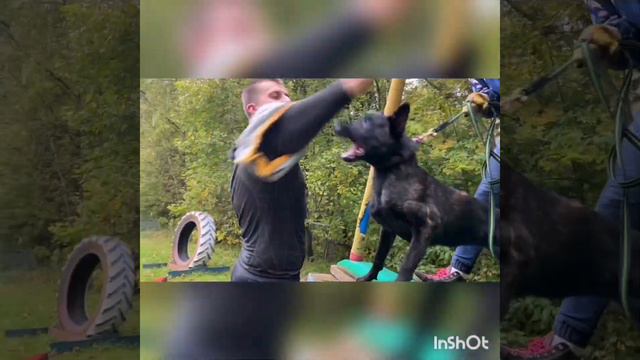 Голландская овчарка, Хердер, Мондьоринг смотреть онлайн