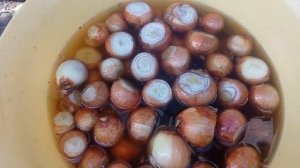 Посадка ЛУКА китайским способом!