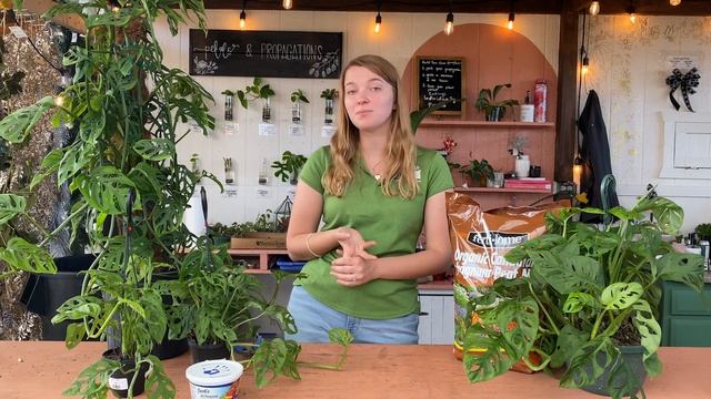 Monstera adansonii - Houseplant of the Week смотреть онлайн