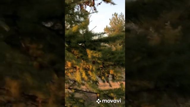 Конюшня на «фазенде» смотреть онлайн