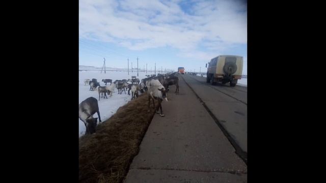 Стадо Оленей смотреть онлайн