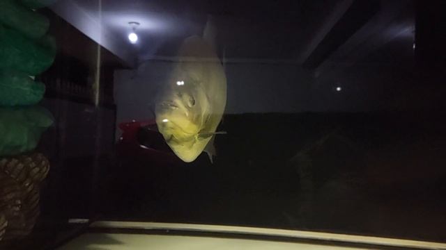 big black piranha смотреть онлайн