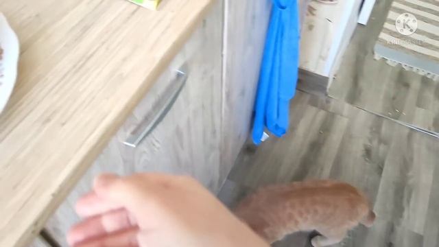 ВЛОГ 516 ЗАСТАЛА ВРАСПРОХ/ СТАЛО ГРУСТНО/ ГОТОВЛЮ ДЛЯ Д.Р.