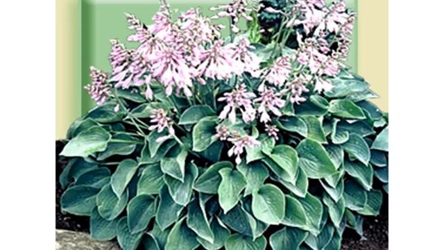 Сорта Хост часть 1 Hosta Varieties смотреть онлайн