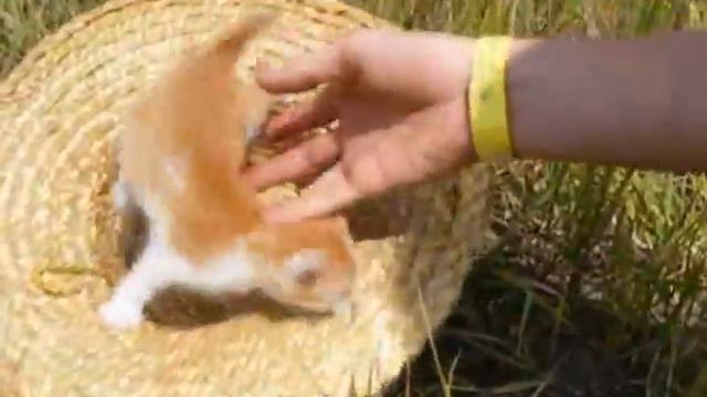 Котик у шляпі смотреть онлайн