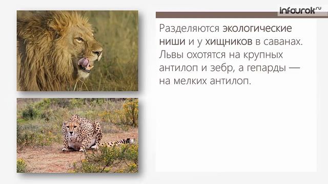 Экологическая ниша смотреть онлайн