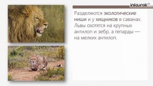 Экологическая ниша