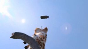 Водный Бой. Жираф vs Слон