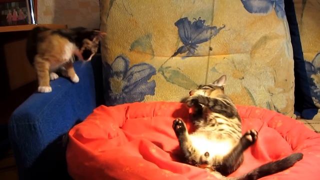 Playful kitten Helix.Игривый котенок Винтик. смотреть онлайн