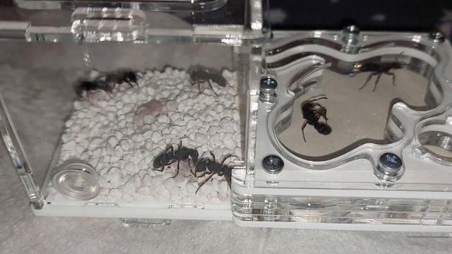 How the fire ants arrived. Как доехали пожарники 06.06.2023 смотреть онлайн