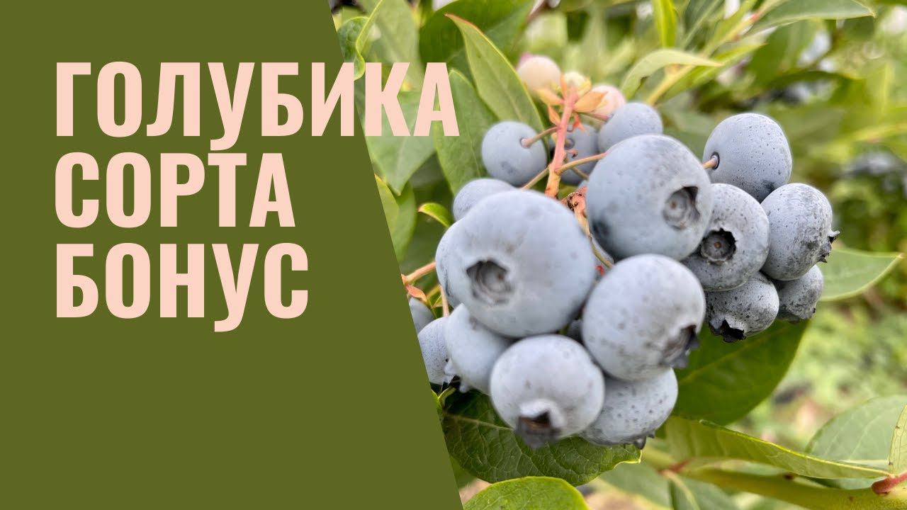 Обзор голубики сорта Бонус