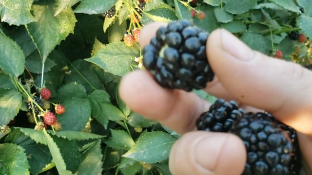 Ежевика Вошито. Самый транспортабельный сорт на моем участке.. смотреть онлайн