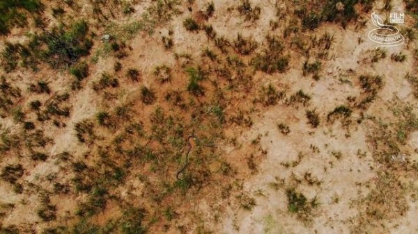 Black mamba and green mambas - the most feared venomous snakes of Africa, but are they so deadly?