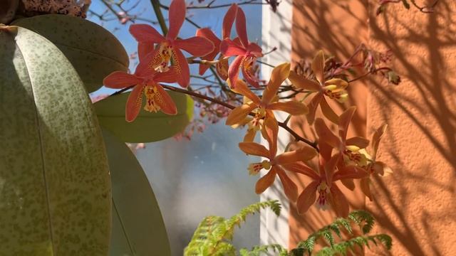 Фалинопсисы на блоках. Phalaenopsis Bronze Maiden. Phalaenopsis philippinensis. смотреть онлайн