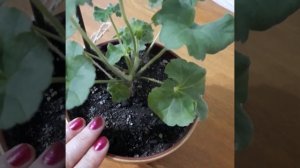 Пеларгония Царская Невеста