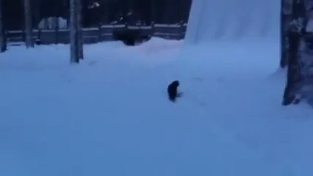 Кот-дембель_4 (зима)