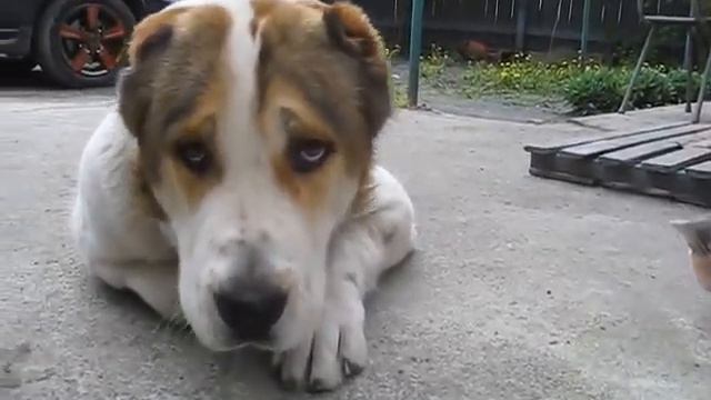 Бьянка больше всех любит собачий корм:) смотреть онлайн