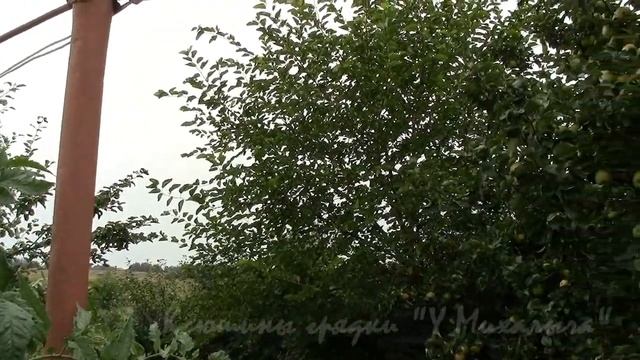 На дворе Август: Собираем семена. Томат 